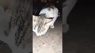 Cute 🐱🐱🐱Cat #TJ Sir@tjsir3139#Fun in Hone