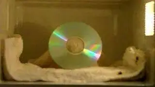 THE BEST CD In Microwave