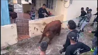 Bakrid 2024 ~ Bad Bull Team