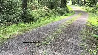 Minnewaska rattler Aug 23