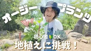 【オージープランツ地植え入門】古民家の庭を今流行りのオージーガーデンにリメイク！