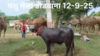 पशु मेला डीडवाना 12-9 देखो आनन्द आयेगा
