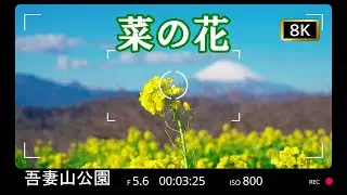 菜の花  吾妻山公園【8K HDR】