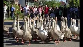STREISSELHOCHZEIT à SEEBACH