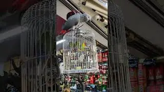 #colors #colorful #parrot #birds #pets #petlover #india #singapore #Australia