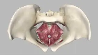 Pelvic floor: stabiliser, sling & orgasm booster!