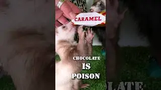 Hidden Dangers for Ferrets in your Home