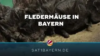Erste Flederm&auml;use in Bayern: Tiere erwachen aus Winterschlaf