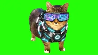 OIIA OIIA VISION Spinning CAT