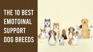 The 10 Best Emotional Support Dog Breeds - MyESADoctor
