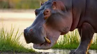 L'hippopotame qui broute