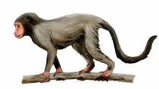 القرد المصري -السلف القديم للبشر وكل القردة العليا Aegyptopithecus #ربنا_يطورنا_كلنا #نظرية_التطور