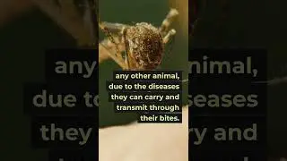The world's most deadly animal might surprise you!