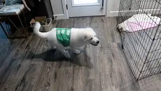 wegreeco Washable Male Dog Diapers Review
