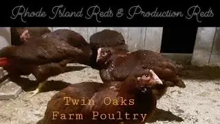 Best Brown Egg Layer Chickens...Rhode Island Reds & Production Reds - Part 1