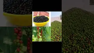 organic Black Pepper #agri #agriculture  #pepperplants  #peppercorn  #food