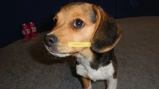 Tiny AKC Pocket Beagle Puppies Beagles Playing Fighting Video For Sale