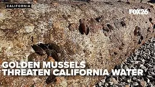 Golden mussels threaten California waterways