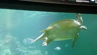 Aquarium Wilhelmshaven 16:01.2026