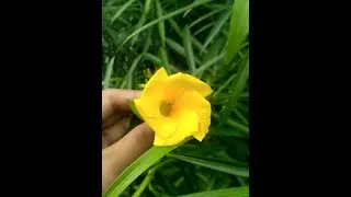 kaner phool#yellowoleander#oleanderflower#kanerphool#kaner#pilikaner#flower#flowerplant#peelikaner