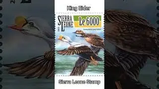 6000 LE Stamp_King Eider_Sierra Leonean Stamp 2015 #stamps #eider #duck #2015 #sierraleone