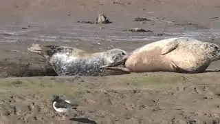 habour seals seal sands
