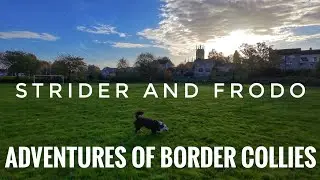 Adventures of Border Collies, Strider and Frodo 