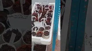 🌿🔥 Into the wild: Exploring our Carnivorous Plant Collection!🦟🌱