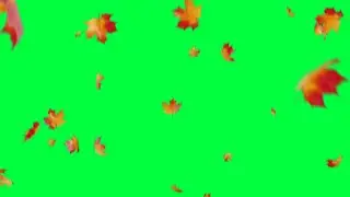 Leaves green screen video | Green screen falling leaves | Leaves falling green screen