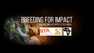 Africa Yam Breeding for Impact 2017 (FRENCH CAPTIONED)