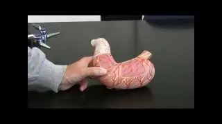 The Human Stomach Model