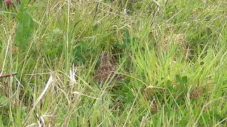 skylark bird nest eggs and habitat. , perfection hidden nest