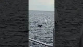 Beautiful Weather for Whale Watching @ Atlantic Ocean