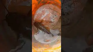PERBEDAAN IKAN KETING & IKAN BAUNG !!#ikanbaungbabon #mancing #keting