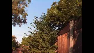 Slow Video   Trees Against The Fence