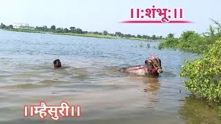 khillar Bull Jumping and swimming in River।Enjoying swimming। तालाब मे नहाते हुए शंभू की मस्ती।