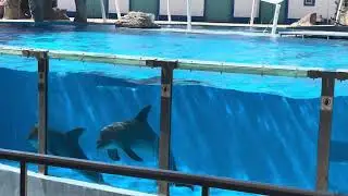 Show golfinhos Zoo - JMJ LISBOA