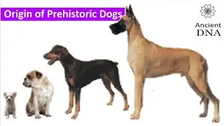 Origins of prehistoric dogs