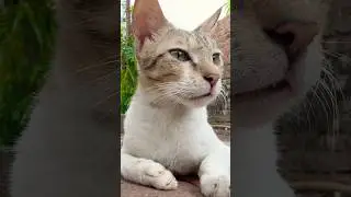 POV: Your cat is your boss now #deutschland #cat #germanytourism #cuteanimal #travel #cute #india