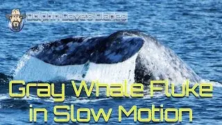 Gray Whale Fluke in Slow Motion - Dolphin Dave's Diaries: January 16, 2017