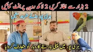 Love Birds Setup In Haripur Hazara | Haripur Mai Love Bird Setup | Love Birds Information #lovebirds