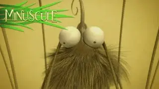 Minuscule - Un Apres Midi de Moustique/A Mosquito Day Afternoon (Season 1)