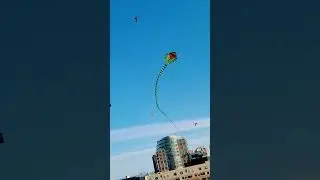 Flying Snake #shorts #dmn #snakekite