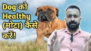 Dog Weight Gain Tips | How to Make Your Dog Gain Weight Fast at Home!