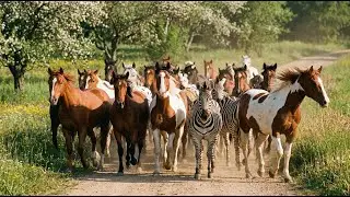 When horses and zebras gallop together - Horse neighing - Horse videos