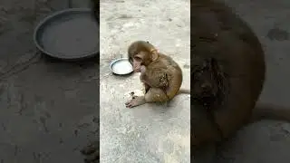 Injured monkey baby 😔 #shortsfeed #monkeybaby #struggleforlife #monkeylife #loveanimals