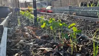 Easy trick to STOP pest from stealing peas seeds