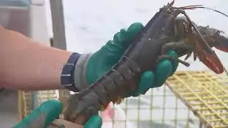 Maine lobster business should see some relief