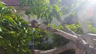 Grafting mangoes☘multiple grafts on one tree🌿