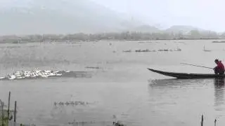 Duck herding